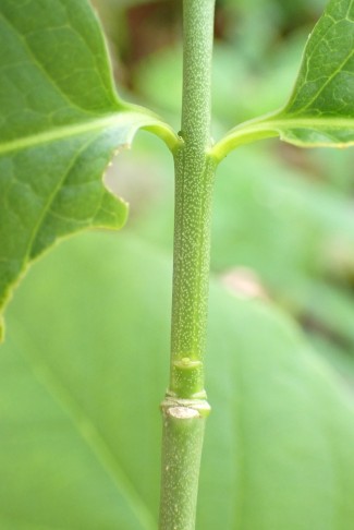 Breitblättriges Pfaffenhütchen (Euonymus latifolius). 26.04.2025