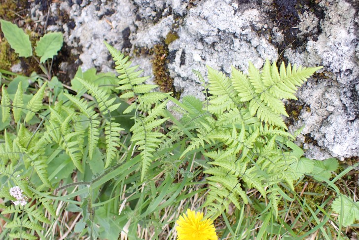 Ruprechtsfarn (Gymnocarpium robertianum). 26.04.2025