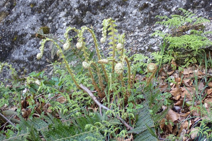 Sich entrollender Gelappter Schildfarn (Polystichum aculeatum). 26.04.2025