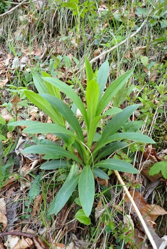 Digitalis (Fingerhut)... 26.04.2025