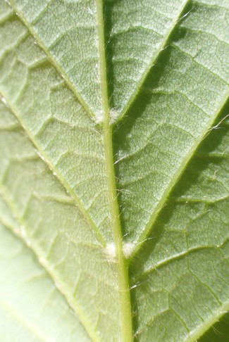 Linde (Tilia sp.) - Bärtchen in den Nervenwinkeln der Blattunterseite weiss; Oberseite der Blattspreite vollständig kahl. 26.04.2025