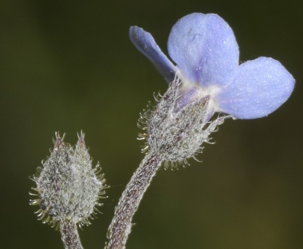 Myosotis decumbens, Lucomagno TI