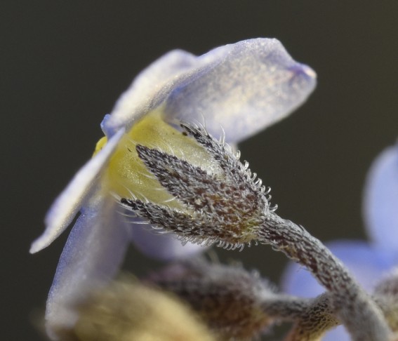 Myosotis sylvatica, Creux-du-Van NE