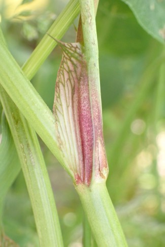 ... liegt farbenmässig bei den Nebenblättern alles drin. Ostermundigen (BE), 19.05.2025