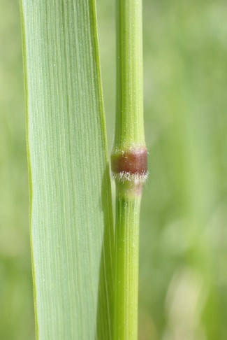 Fromental/Glatthafer (Arrhenatherum elatius): Knoten violett und am unteren Rand behaart. Bern (BE), 19.05.2025