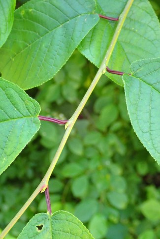 Trauben-Kirsche (Prunus padus): Blattstiel violett. Ittigen (BE), 30.04.2025