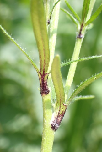 Knolliger Hahnenfuss (Ranunculus bulbosus): Stängelblätter am Grund violett. Bern (BE), 08.05.2025