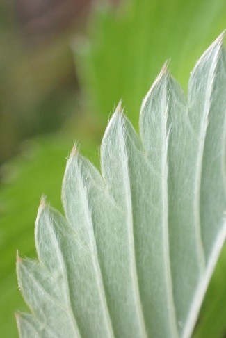 Unterseite anliegend behaart. 18.05.2025