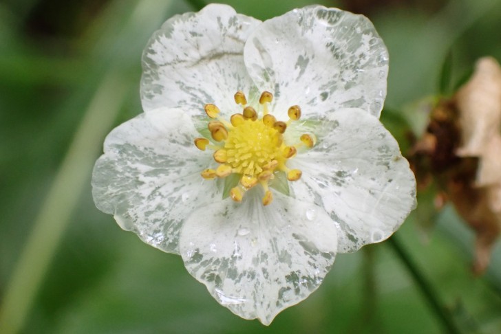 Blütendurchmeesser knapp 1,5 cm. 21.05.2025