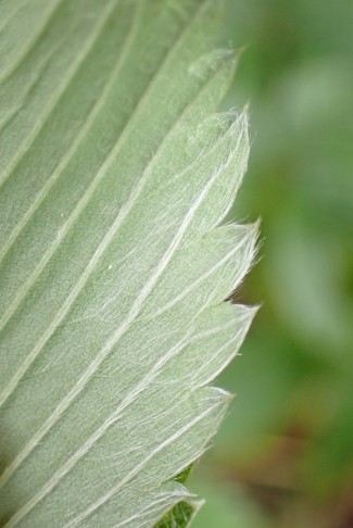 Unterseite anliegend behaart. 21.05.2025