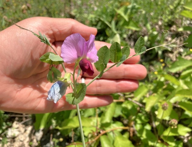 Pisum sativum ssp. biflorum (Raf.) Soldano, 17.05.2025