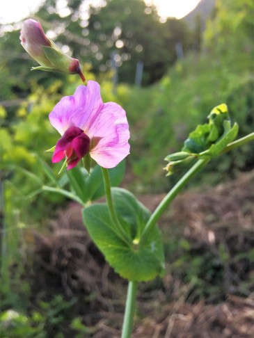 Pisum sativum ssp. biflorum (Raf.) Soldano, 07.05.2020