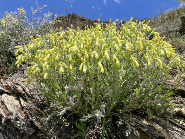 Onosma pseudoarenaria, 19.05.2025