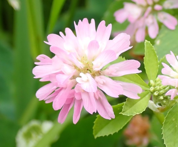 Die Blüten des Wende-Klees (Trifolium resupinatum) stehen Kopf: Die Fahne zeigt nach unten, das Schiffchen nach oben. Erlach (BE), 25.05.2025