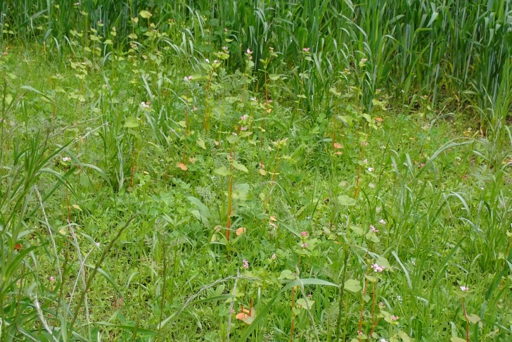 Überbleibsel einer Saatmischung: Rosa blühend der Echte Buchweizen (Fagopyrum esculentum), etwas versteckt die gefiederten Blätter der Rainfarnblättrigen Phazelie (Phacelia tanacetifolia). 25.05.2025