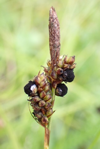 Befallene Frühlings-Segge (Carex caryophyllea). Bremgarten b. Bern (BE), 27.05.2025