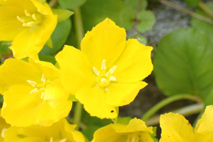 Pfennigkraut (Lysimachia nummularia); die Staubblätter stehen direkt vor den Kronblättern -> die sog. Alternanzregel ist nicht erfüllt. Bern (BE), 10.06.2025