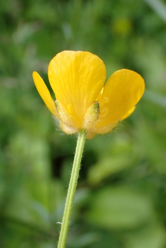 Hain-Hahnenfuss (Ranunculus tuberosus aggr.): Kelchblätter anliegend, Blütenstiel gefurcht, ... Tüscherz (BE), 15.05.2023