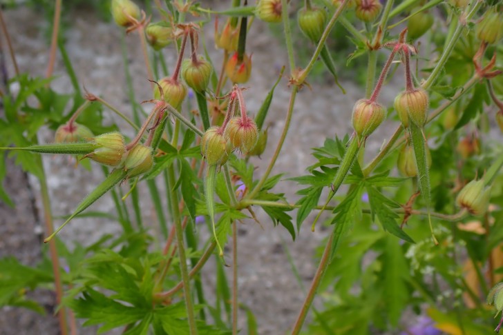 Reifende Früchte des Wiesen-Storchschnabels (Geranium pratense) in der 