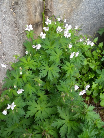 Als Vergleich: Der Blassblütige Storchschnabel (Geranium rivulare). Mattmark (VS), 10.07.2017