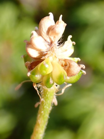 Reifender Fruchtstand, Berg-Hahnenfuss (Ranunculus montanus aggr.). Eigergletscher (BE), 10.07.2025