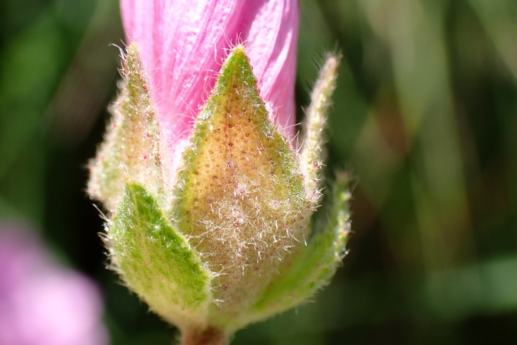 Sigmarswurz (Malva alcea): Aussenkelchblätter 2- bis 3-mal so lang wie breit; Aussenkelch- und Kelchblätter dicht mit Sternhaaren bedeckt. Köniz, Weiermatt (BE), 22.07.2025