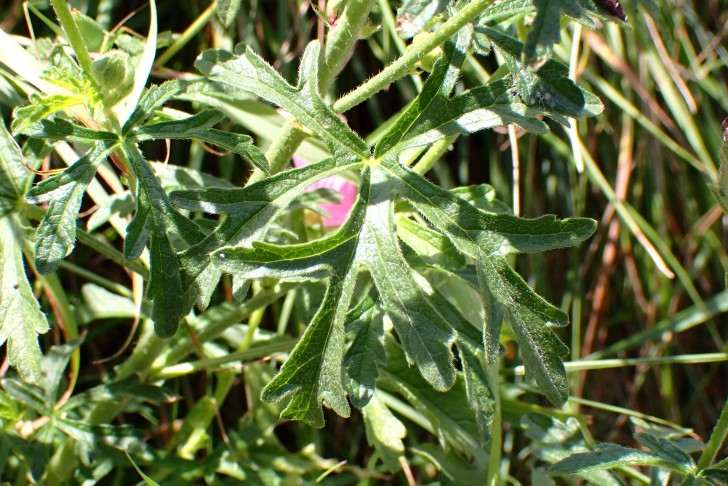Abschnitte der Stängelblätter relativ breit; Sigmarswurz (Malva alcea). Köniz, Weiermatt (BE), 22.07.2025