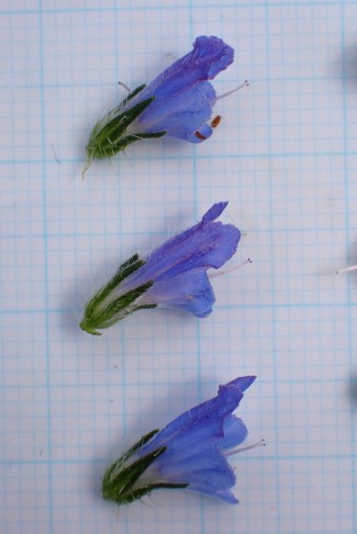 Kleine Blüten der weiblichen Pflanzen, ... 25.07.2025