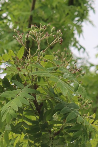 25.05.2025 Sorbus domestica