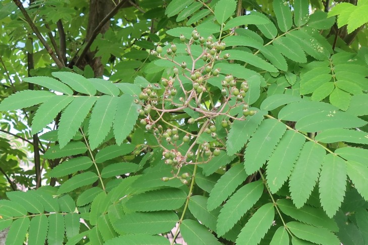 26.05.2025 Sorbus aucuparia