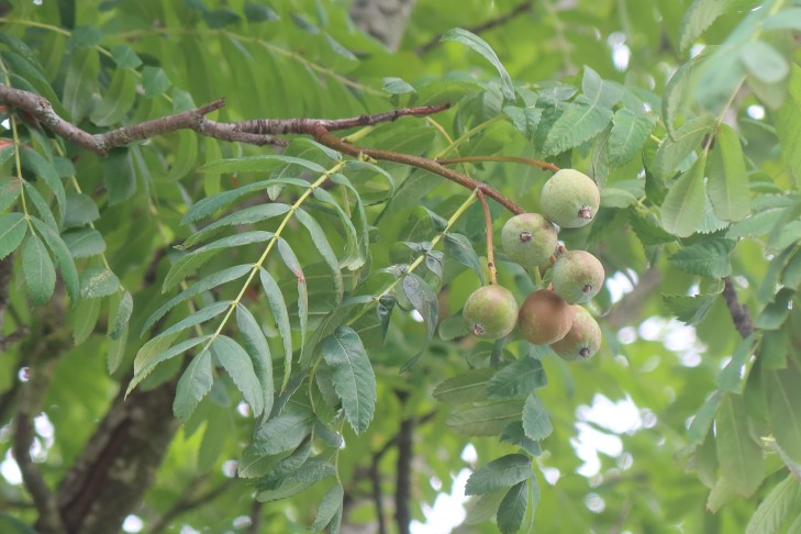 24.07.2025 Sorbus domestica