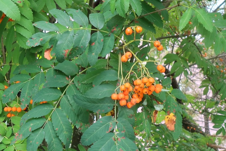24.07.2025 Sorbus aucuparia