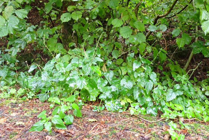 Gleiche Gattung, andere Art; Standort: Rand eines Waldweges. Gampelen (BE), 08.09.2025