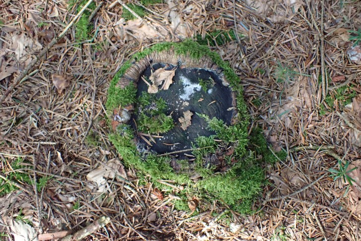Überwallung eines Baumstumpfs; vermutlich Fichte (Picea abies). Hüenliwald, Allmendingen (BE), 27.09.2023