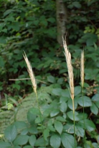 Die Waldgerste (Hordelymus europaeus) sieht unspektakulär aus... die dichte Ähre ist von Ende August... Ulmizberg, Köniz (BE), 21.08.2024