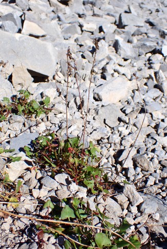 Dieselben Rumex scutatus Pflanzen wie Ende Juli 2025; am Rand eines Wanderweges, in einer Kalkschutthalde wachsend. Iffigenalp, Lenk (BE) 29.09.2025