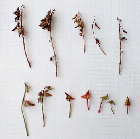 Auslegeordnung: oben die Gallen von Ende Juli 2025; unten links neue Gallen (Ende September 2025); unten rechts Blattspreiten zur Unterseite umgerollt. Pflanzen gesammelt am 29.9.2025