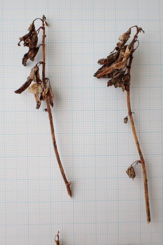 Schildblättriger Ampfer (Rumex scutatus). Iffigenalp, Lenk (BE), 29.09.2025