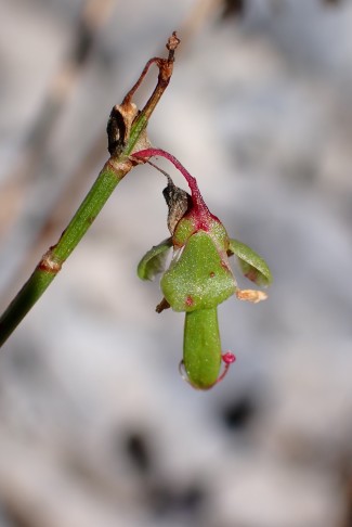 Schildblättriger Ampfer (Rumex scutatus) mit neuer Galle. Iffigenalp, Lenk (BE), 29.09.2025