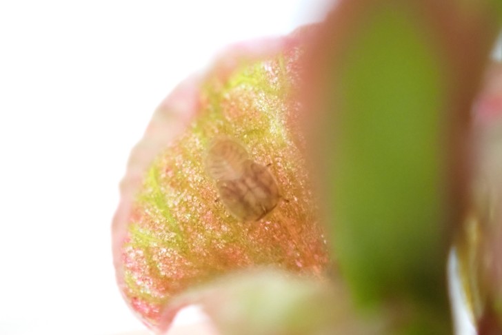 Unter einem abstehenden Perigonblatt ist ein erster Untermieter zu sehen. 02.10.2025