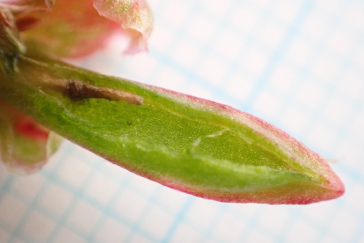 Eine aufgeschnittene, innen hohle Galle. 02.10.2025