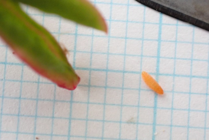 Macht sich aus dem Staub... eine kleine Larve von Trioza rumicis? 02.10.2025