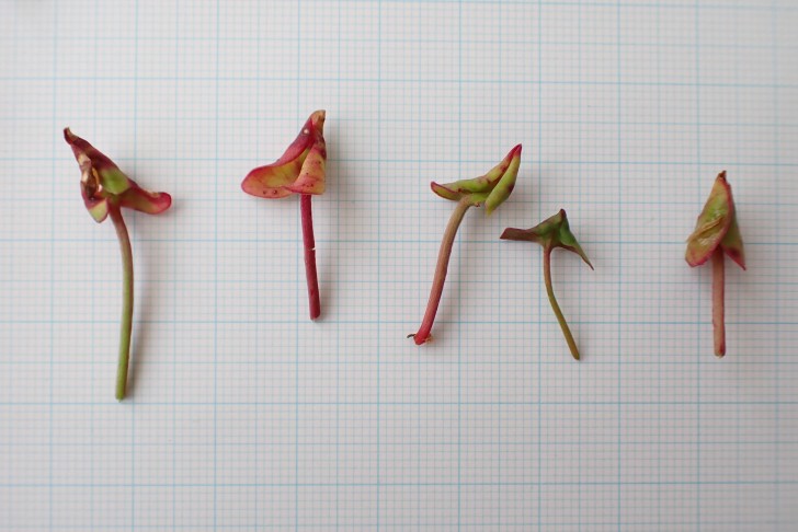 Blattspreiten zur Unterseite umgerollt. 02.10.2025