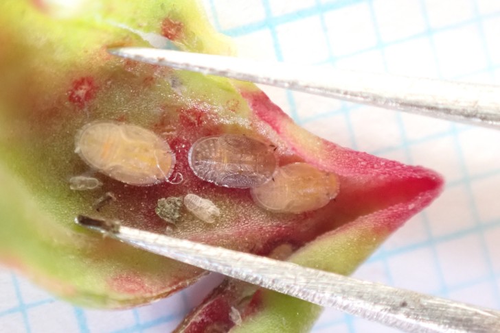 Unter dem umgerollten Rand, gut versteckt. 02.10.2025