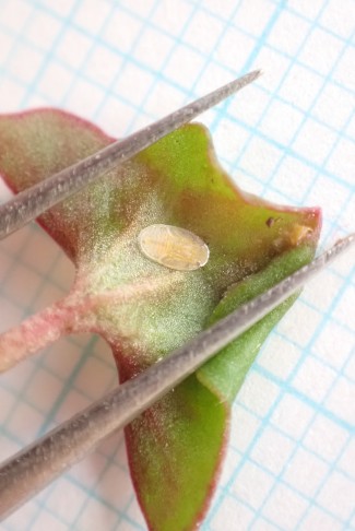 Trioza rumicis? 02.10.2025