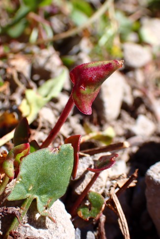 Blattspreite flach (im Vordergrund links) oder am Rand zur Unterseite umgebogen (Mitte). 29.09.2025