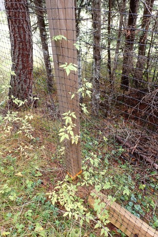 Alpen-Waldrebe (Clematis alpina), an einem Zaun hochrankend. Preda (GR), 06.10.2025