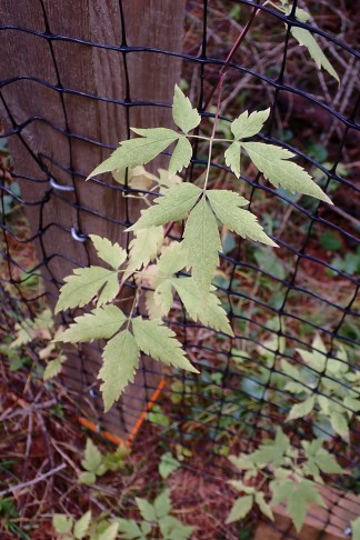 Blattspreiten gefiedert. Preda (GR), 06.10.2025