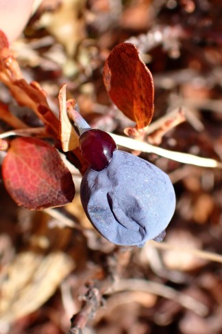 ... vorsichtig daran gezogen, schon kommt das dunkelrote, praktisch flüssige Fruchtfleisch zum Vorschein. 10.10.2025
