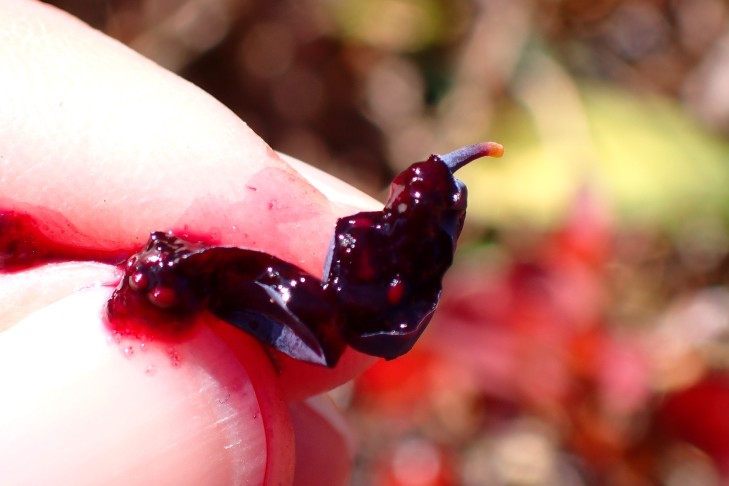 ... mit dunklem Fruchtfleisch. 10.10.2025